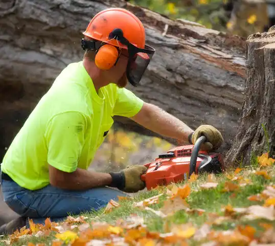 tree services Hinckley